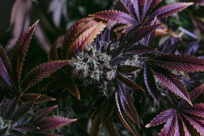 Screenshot 2022-03-04 at 11.25.13