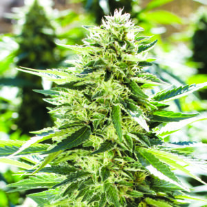 THC Flower Genofarms